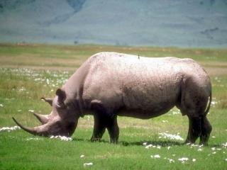 обои Носорог щиплет траву фото