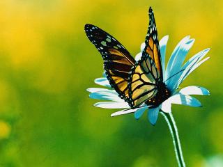 обои Бабочка на голубом цветке фото