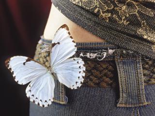 обои Прекрассная белая бабочка фото