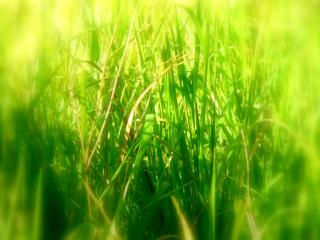 обои Зеленая трава фото