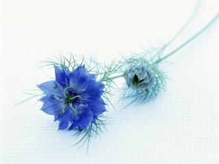 обои Синий цветок фото