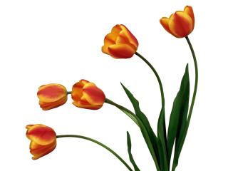 обои Желто-красные тюльпаны фото