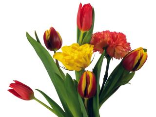 обои Бордово-желтые тюльпаны фото