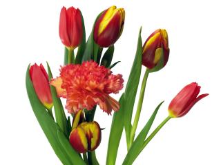 обои Бордово-желтые тюльпаны и красная гвоздика фото
