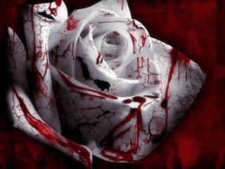 обои Кровавая роза фото