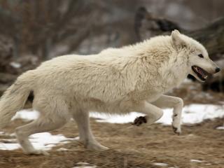 обои Белый волк фото