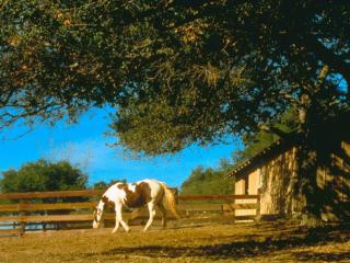 обои Лошадь во дворе фото