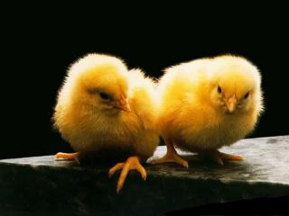 обои Цыплята желторотики фото