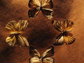 обои Четыре бабочки фото