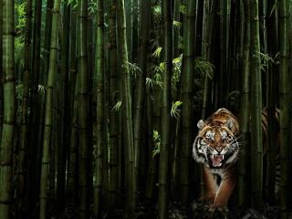 обои Тигр в бамбуковом лесу фото