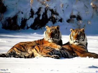 обои Тигры на снегу фото