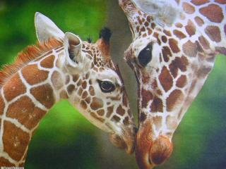 обои Жираф с детенышем фото