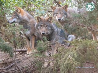 обои 3 wolfs Astrid van heijningen фото