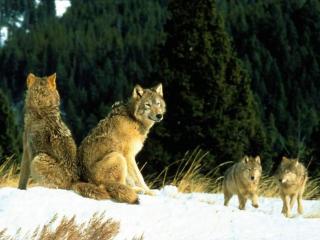 обои 4 волка на поляне под лесом фото