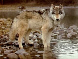 обои Wolf in water фото