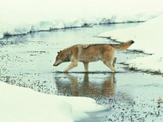обои Волк бежит по зимней речке фото