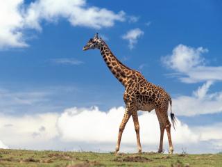 обои Жираф на фоне голубого неба фото