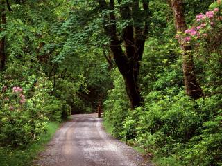 обои Flower Road in wood фото