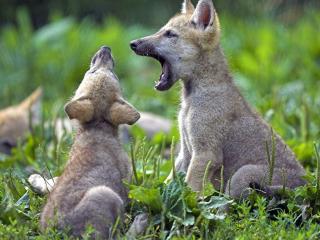 обои Волки на поляне фото