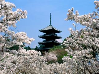 обои Cherry Blossoms, Ninna-Ji Temple Grounds, Kyoto, Japan фото