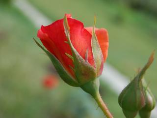 обои Красная роза и бутон фото