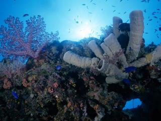 обои Кораллы с голубыми рыбками фото