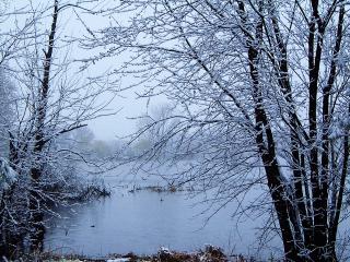 обои Зимние деревья и озеро фото