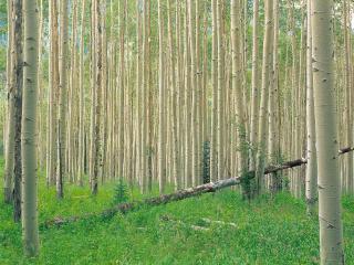 обои Берёзовый лес фото
