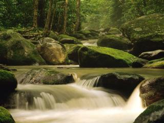 обои Лесной ручеек в летнем лесу, камни и мох фото