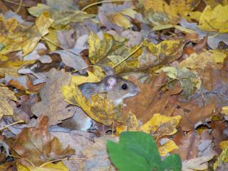 обои Полевая мышка в осенних листьях фото