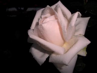 обои Розовая роза фото
