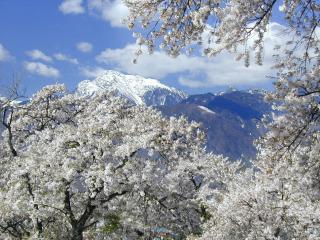 обои Белые цветущие деревья в горах фото