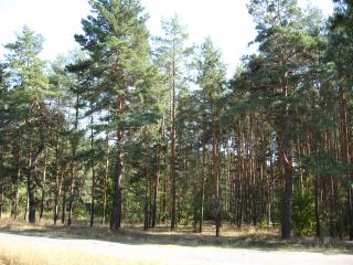 обои Сосновый лес в начале сентября фото