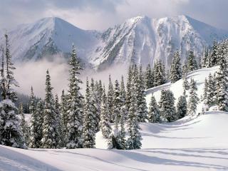 обои Горы и зимний лес фото