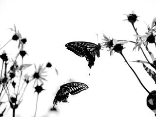 обои Чёрно-белая фотография бабочек фото