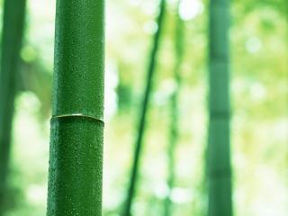 обои Капельки росы на бамбуке фото