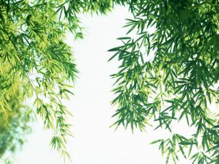 обои Листья бамбука на фоне неба фото