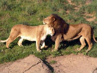 обои Лев и львица фото