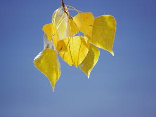обои Жёлтые листья фото