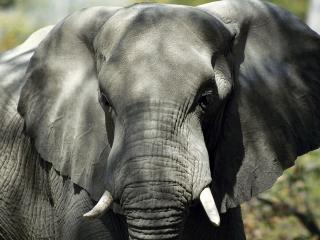 обои Африканский серый слон фото