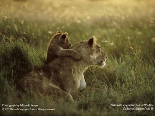 обои Лев и львенок фото
