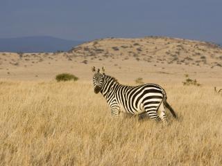 обои Африканская зебра фото