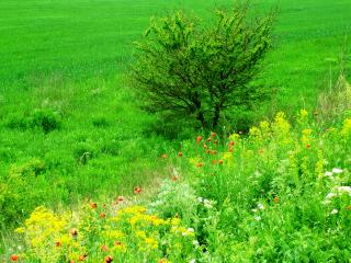 обои Пригорок с полевыми цветами фото