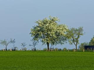 обои Цветущее дерево в поле фото