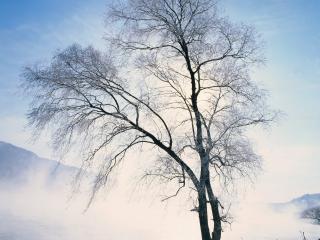 обои для рабочего стола: Голое зимнее дерево, на фоне неба