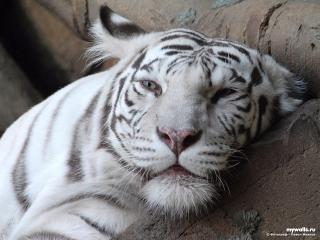 обои Белый Тигр, красавец фото
