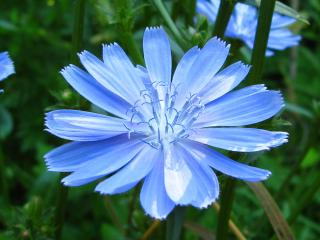 обои Нежно-голубой, большой цветок фото