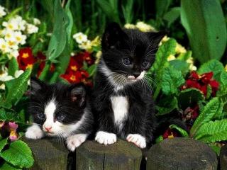 обои Котята среди цветов фото