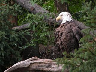 обои для рабочего стола: Bald Eagle