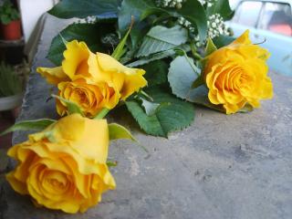 обои Букет жёлтых роз фото